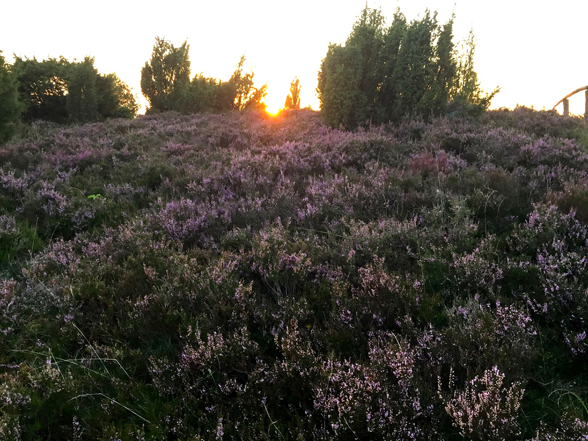 Sonnenuntergang Lüneburger Heide